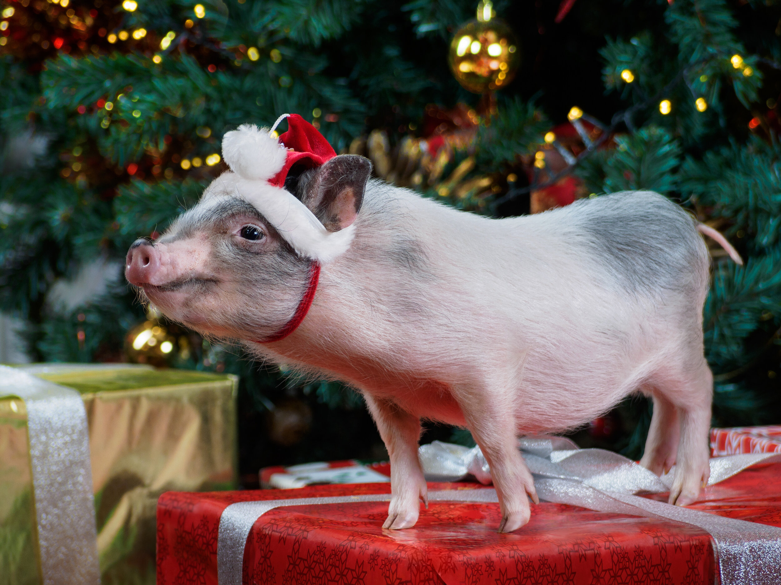 Festive piglet wearing a Santa hat standing on colorful Christmas presents with a decorated tree in the background, capturing the holiday spirit.