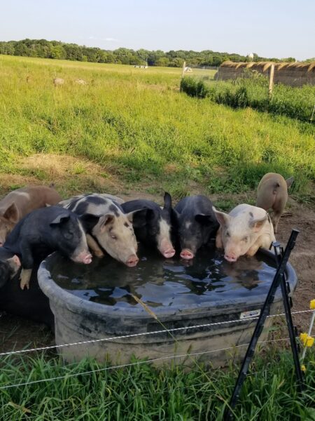 Group of pigs drinking water from a trough in a grassy farm field, with a background of trees and fencing. The scene captures a peaceful rural setting, highlighting the pigs' interaction with their environment.