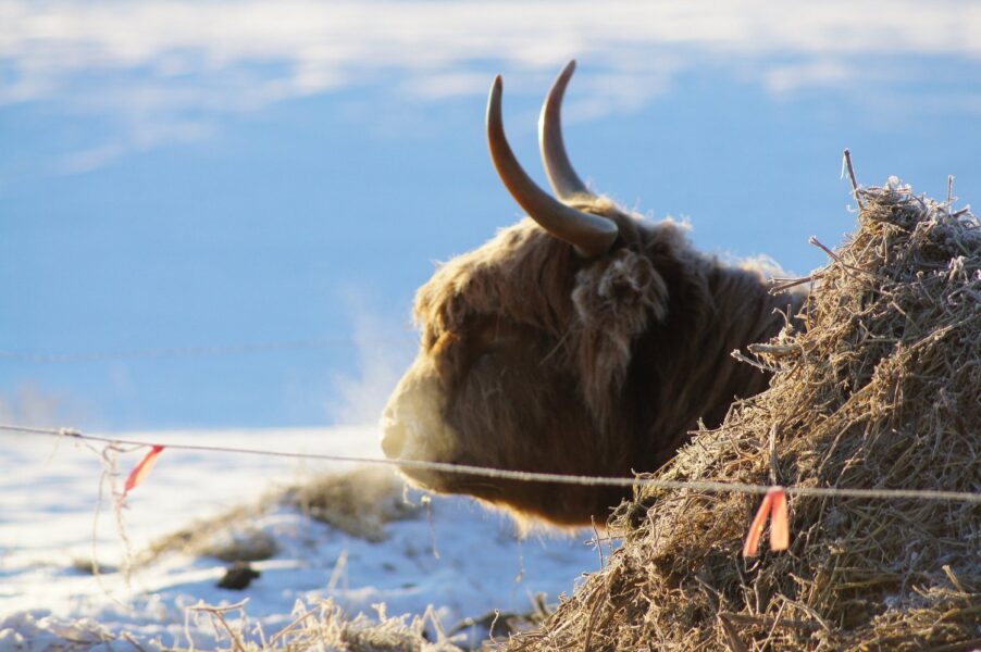 Highland cow standing near a haystack in a snowy field, with steam rising from its nostrils against a blue sky background.