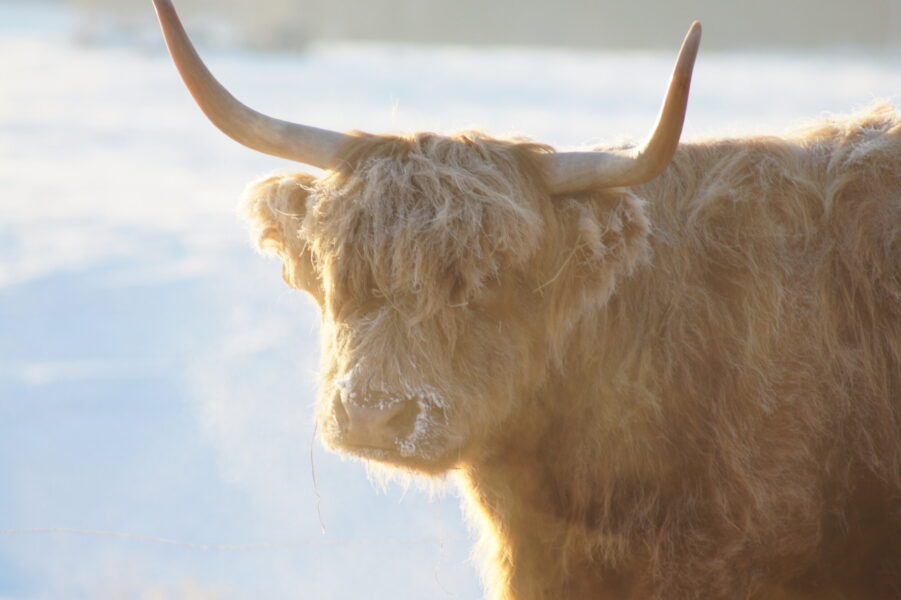 Highland cow with long horns and thick, wavy fur standing in a snowy landscape, showcasing the animal's distinctive features and serene environment.