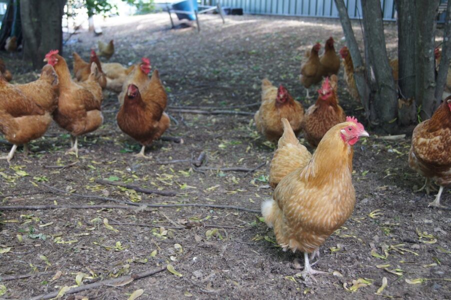 A group of free-range brown hens foraging on the ground in a shaded area, surrounded by trees and a rustic farm setting.