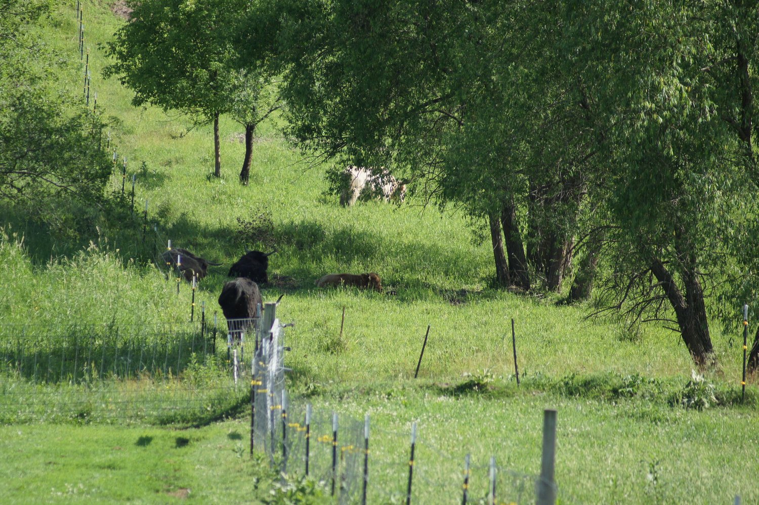 Brian+Ehret+-+DSC01593+(1) A scenic view of a lush green pasture with several cows grazing, surrounded by trees and a fence line, showcasing the tranquility of rural farming life.