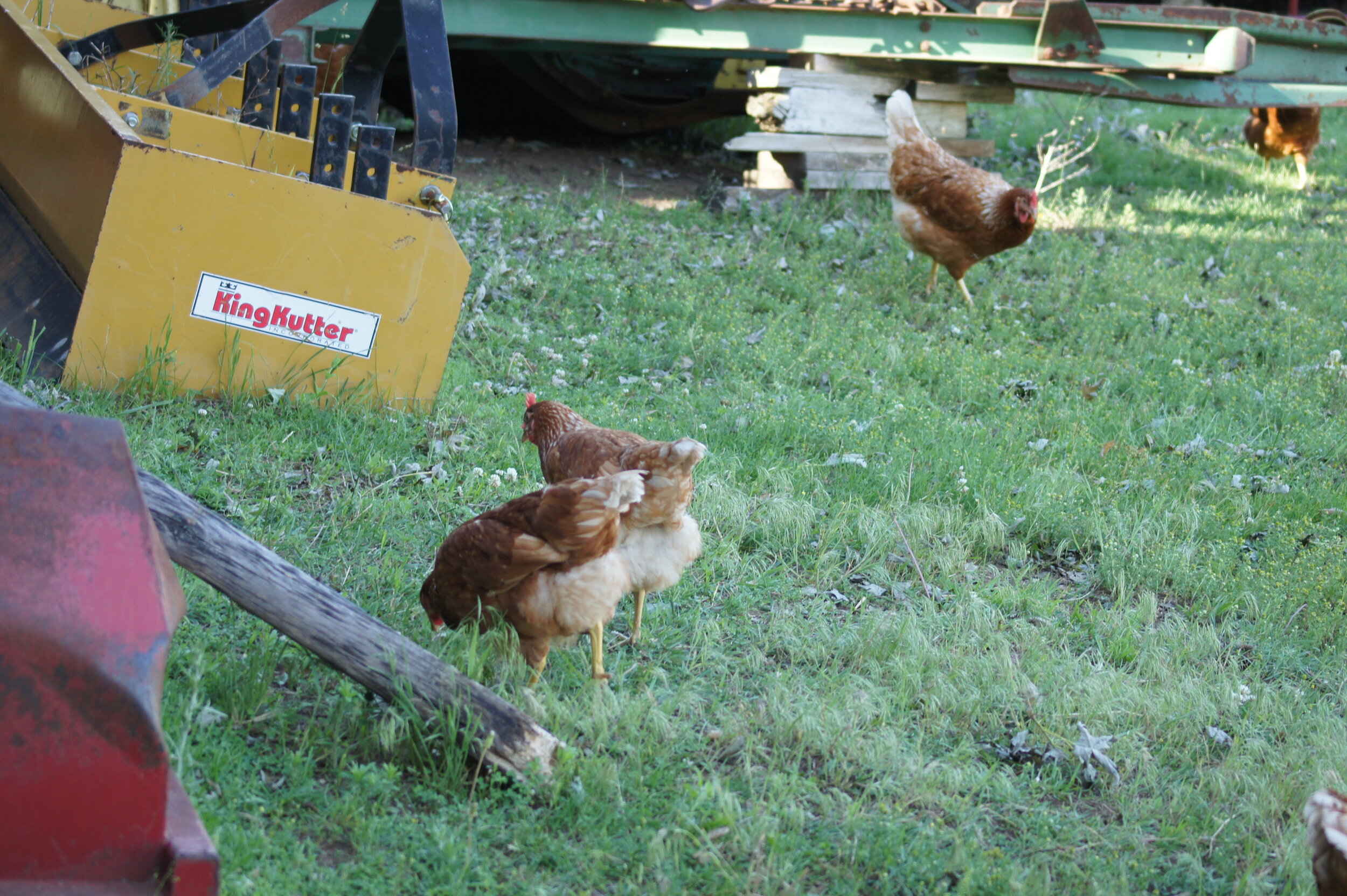 Brian+Ehret+-+DSC01623+(1) Three brown chickens pecking at the grass in a farmyard, with a yellow King Kutter farming implement in the background.