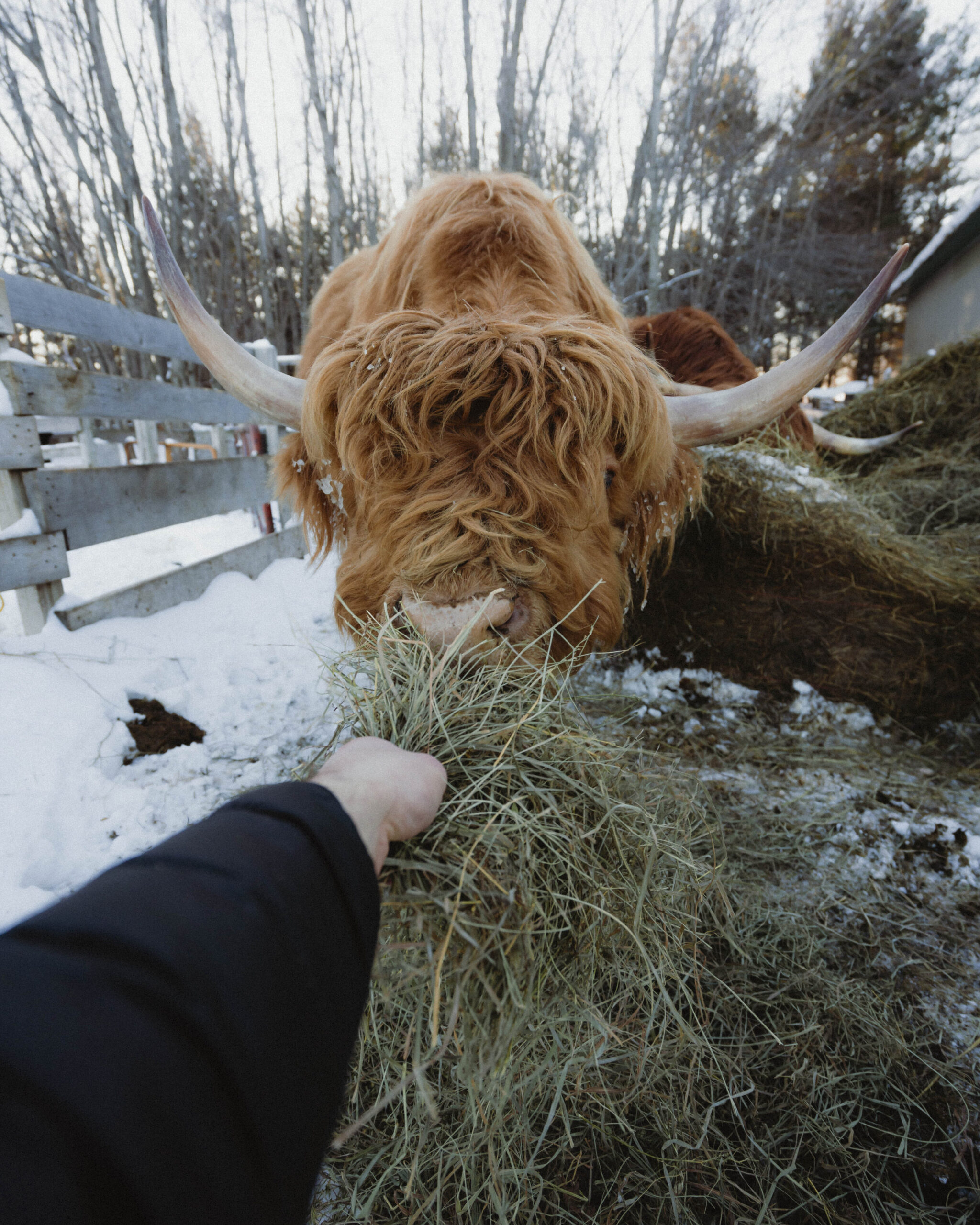 Highland cow eating hay from a person's hand in a snowy farm setting, with trees and a fence in the background.