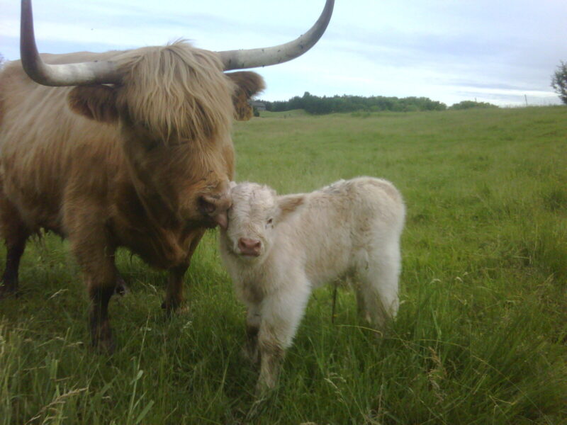 Highland cow and calf bonding in a lush green field, showcasing maternal affection in a rural setting.