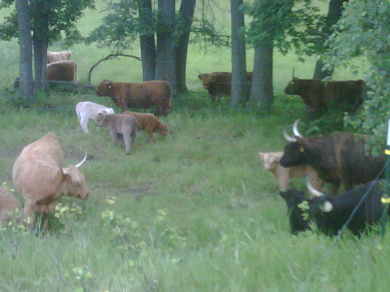 A herd of Highland cattle grazing in a lush green field surrounded by trees, showcasing various colors including brown, white, and black.