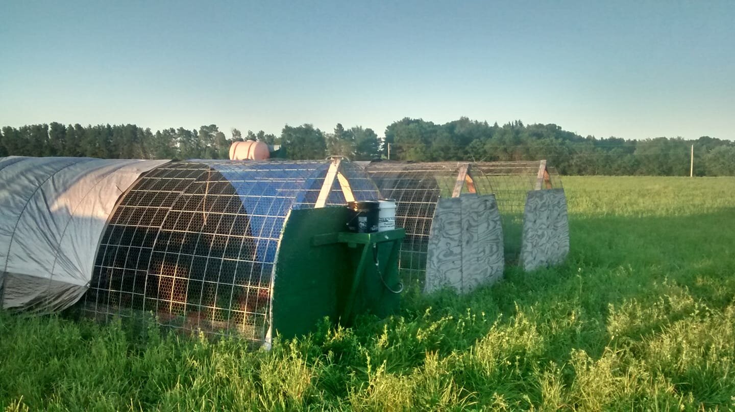 Brian+Ehret+-+chicken+tractors Portable chicken coop in a grassy field with a blue sky and trees in the background. The coop features a wire mesh structure and a green feeding station, showcasing a sustainable farming setup.