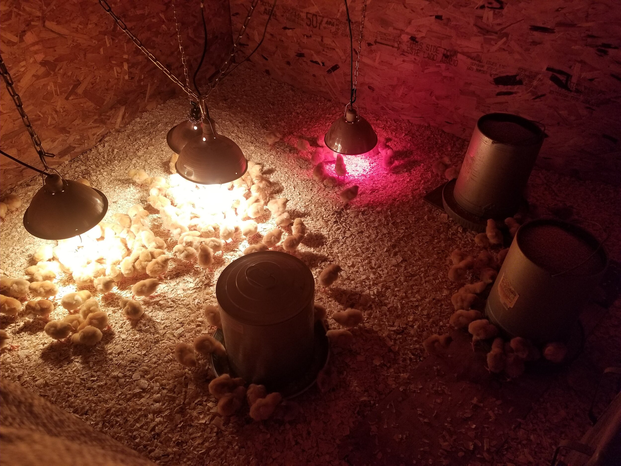 Brian+Ehret+-+chicks Chicks gathered under heat lamps in a warm brooder, surrounded by wood shavings and feeding containers, showcasing a nurturing environment for poultry farming.