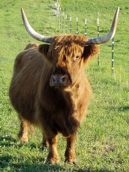 Highland cow standing in a grassy field, showcasing its distinctive long horns and shaggy reddish-brown coat, with a fence visible in the background.