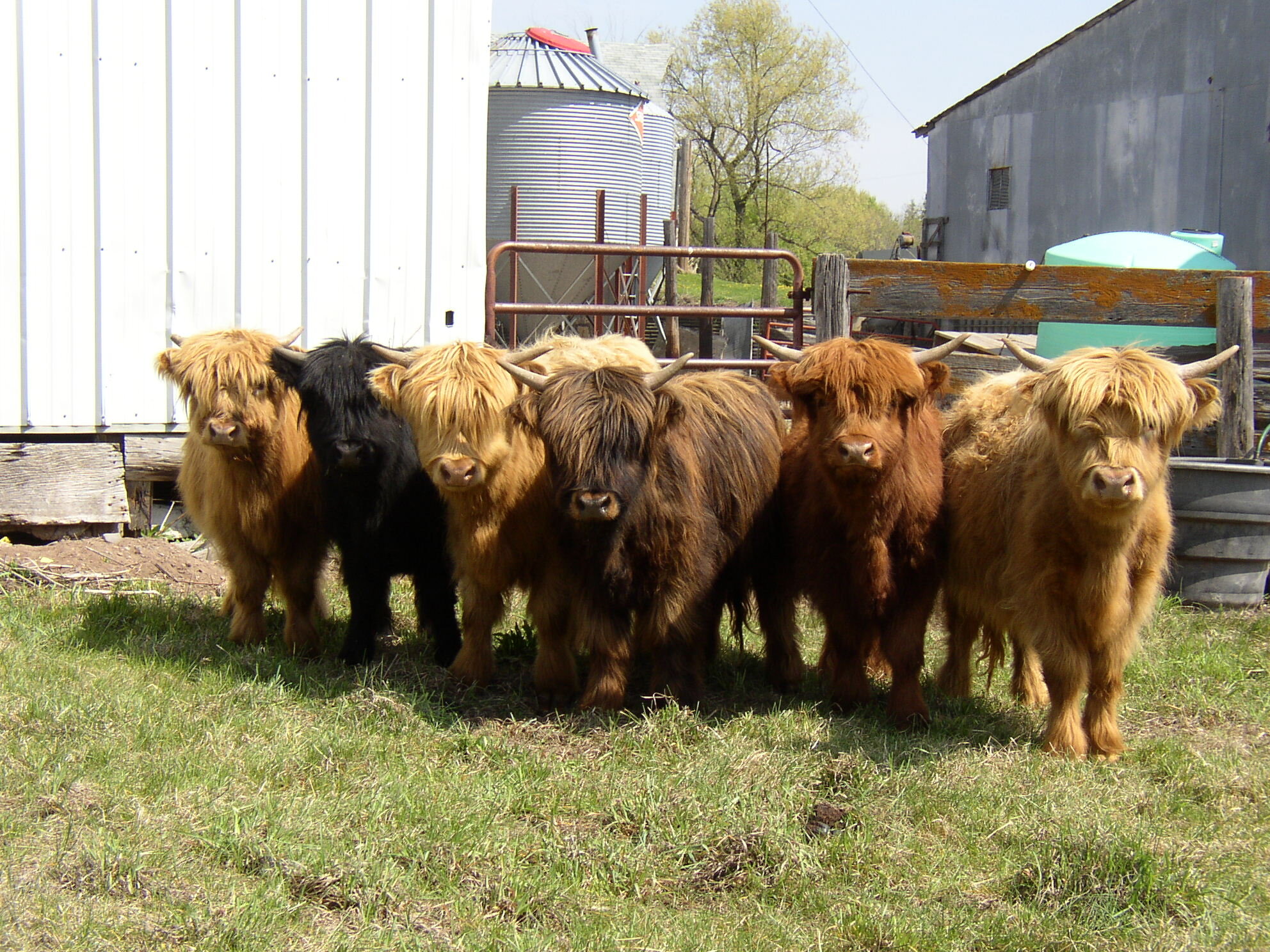 Brian+Ehret+-+original+six (1) Six Highland cattle with long hair and horns standing in a row on a grassy farm, showcasing their distinctive colors of red, black, and brown against a backdrop of farm structures.