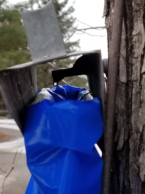 Brian+Ehret+-+sap+bag Close-up view of a blue sap collection bag attached to a tree, with a metal spout dripping sap. The surrounding environment shows a winter landscape with bare trees.