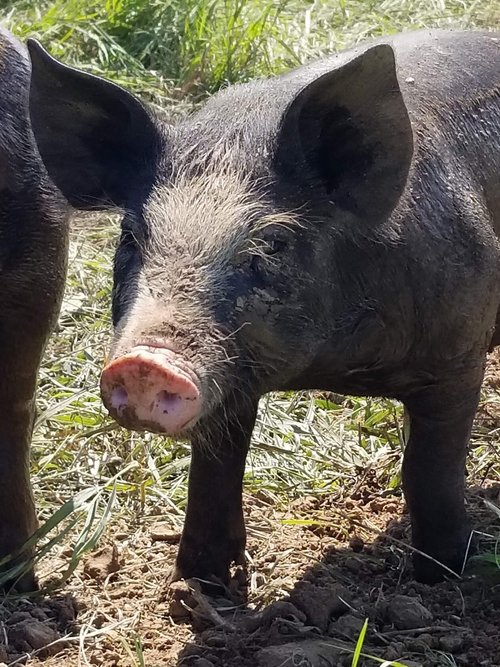 Brian+Ehret+-+single+pig Close-up of a black pig standing in a grassy field, showcasing its large ears and distinctive snout, surrounded by dirt and greenery. Ideal for agriculture, farming, or animal husbandry contexts.