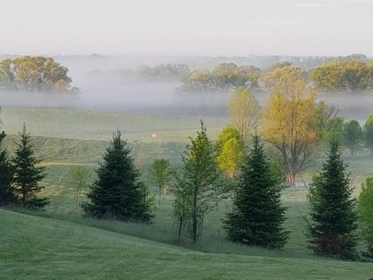 Brian+Ehret+-+spring+fog Foggy morning landscape with rolling hills, lush green trees, and a serene atmosphere. Pine trees in the foreground frame the view of a mist-covered field, creating a tranquil rural scene.