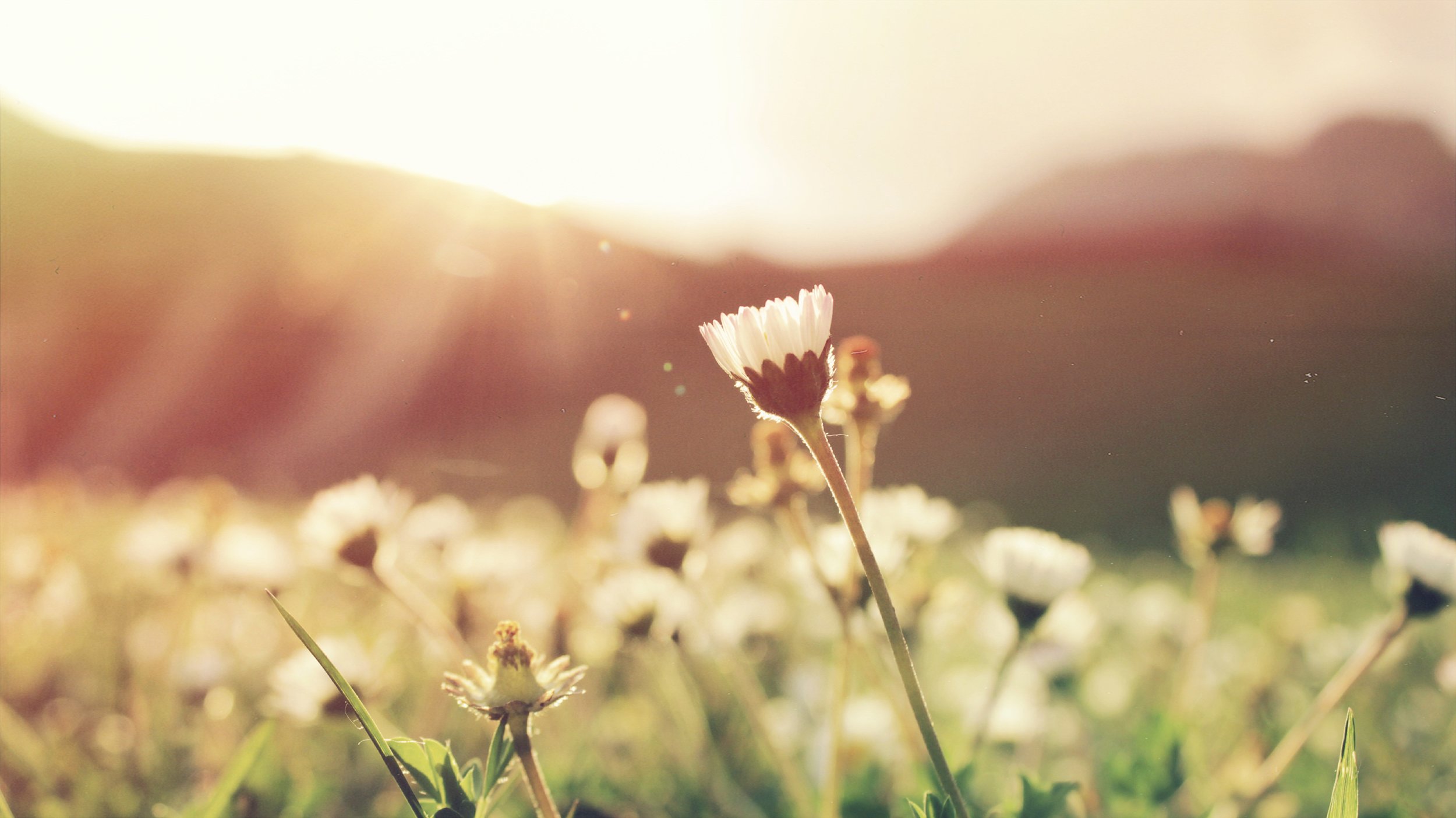 Close-up of a single white flower with a dark center, surrounded by a field of daisies, illuminated by warm sunlight, creating a serene and peaceful atmosphere in a natural setting.