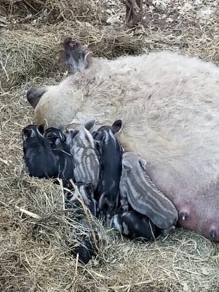 Piglets nursing from a mother pig, surrounded by straw and hay in a farm setting. The piglets display a mix of black and striped patterns, emphasizing their youthful appearance and nurturing environment.